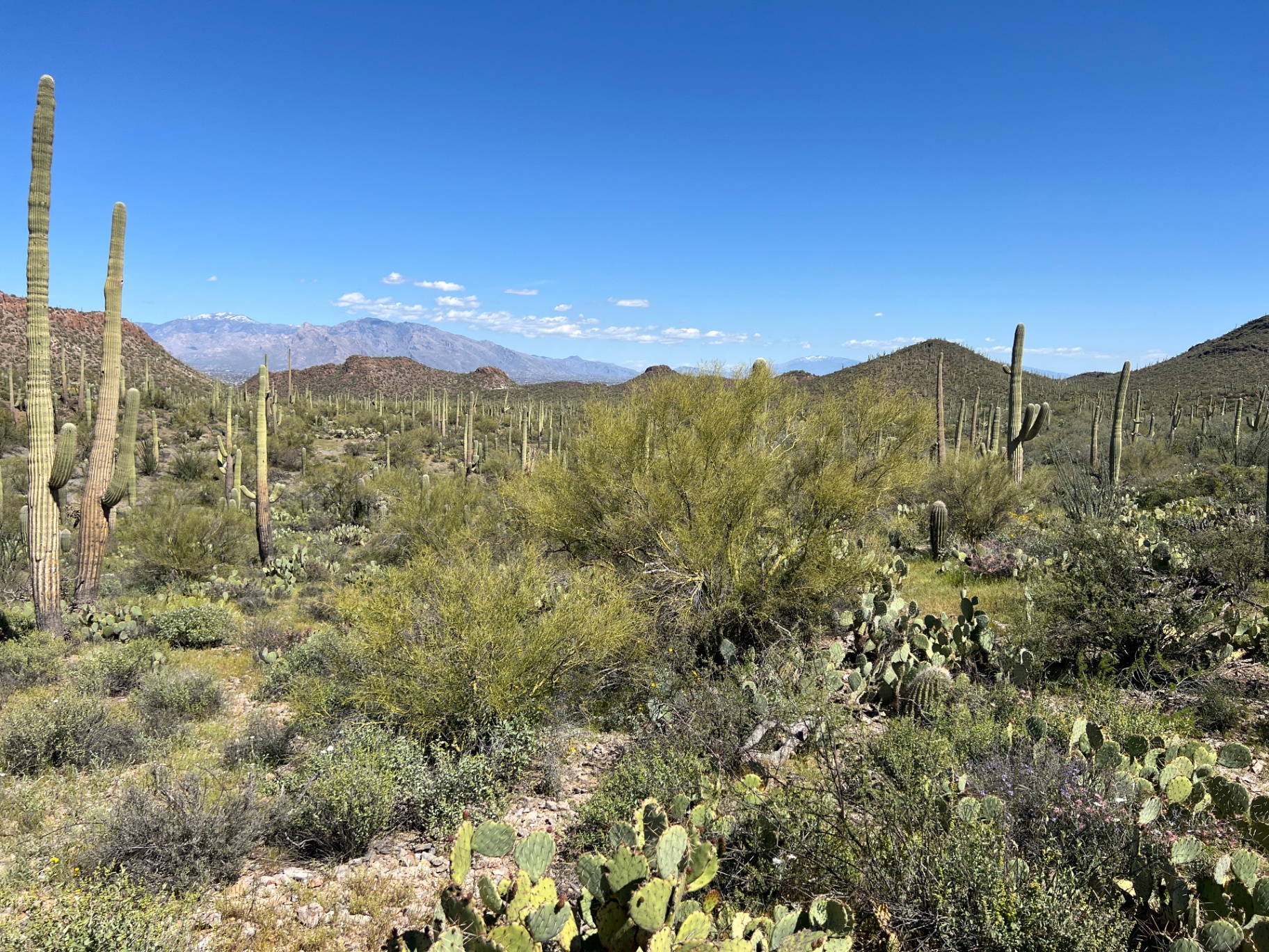 Sonoran desert landscape near Tucson